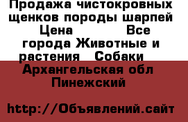 Продажа чистокровных щенков породы шарпей › Цена ­ 8 000 - Все города Животные и растения » Собаки   . Архангельская обл.,Пинежский 